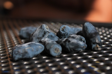 productie en distributie van boomkwekerijmateriaal Polen 11