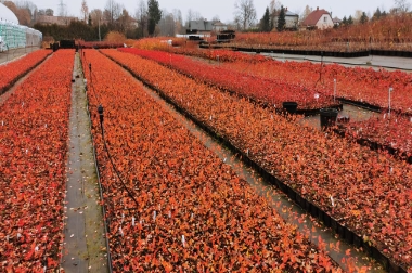 productie en distributie van boomkwekerijmateriaal Polen 16